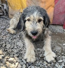 ROCKY, Hund, Mischlingshund in Rumänien - Bild 5