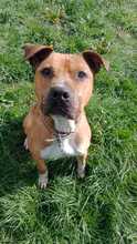 BENY, Hund, American Staffordshire Terrier-Mix in Slowakische Republik - Bild 1