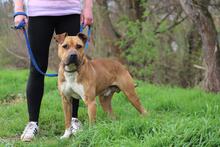 BENY, Hund, American Staffordshire Terrier-Mix in Slowakische Republik - Bild 2