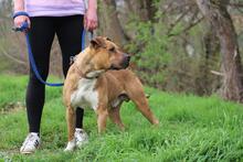 BENY, Hund, American Staffordshire Terrier-Mix in Slowakische Republik - Bild 3