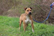 BENY, Hund, American Staffordshire Terrier-Mix in Slowakische Republik - Bild 4