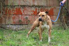 BENY, Hund, American Staffordshire Terrier-Mix in Slowakische Republik - Bild 5