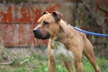 BENY, Hund, American Staffordshire Terrier-Mix in Slowakische Republik - Bild 6