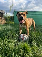 BENY, Hund, American Staffordshire Terrier-Mix in Slowakische Republik - Bild 7