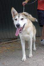 DEZI3, Hund, Siberian Husky-Mix in Ungarn - Bild 1