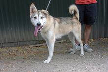 DEZI3, Hund, Siberian Husky-Mix in Ungarn - Bild 3