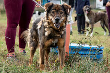 LEVY, Hund, Mischlingshund in Bulgarien - Bild 2