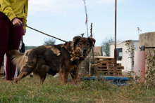 LEVY, Hund, Mischlingshund in Bulgarien - Bild 4