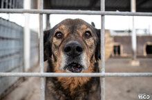 LEVY, Hund, Mischlingshund in Bulgarien - Bild 6