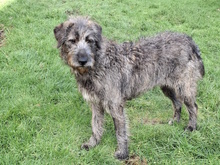 CAMILA, Hund, Mischlingshund in Oer-Erkenschwick - Bild 2