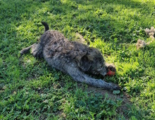 CAMILA, Hund, Mischlingshund in Oer-Erkenschwick - Bild 8