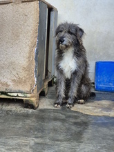 CIUFFO, Hund, Mischlingshund in Italien - Bild 2