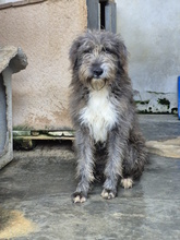 CIUFFO, Hund, Mischlingshund in Italien - Bild 4