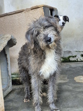 CIUFFO, Hund, Mischlingshund in Italien - Bild 7