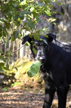 MAURICE, Hund, Mischlingshund in Spanien - Bild 11