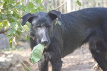 MAURICE, Hund, Mischlingshund in Spanien - Bild 12