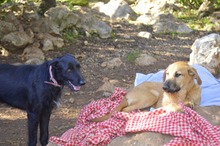 MAURICE, Hund, Mischlingshund in Spanien - Bild 13