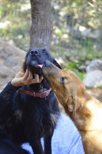 MAURICE, Hund, Mischlingshund in Spanien - Bild 14