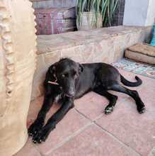 MAURICE, Hund, Mischlingshund in Spanien - Bild 2