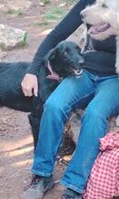 MAURICE, Hund, Mischlingshund in Spanien - Bild 5