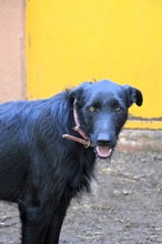 MAURICE, Hund, Mischlingshund in Spanien - Bild 9