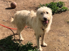CROSTINO, Hund, Mischlingshund in Italien - Bild 18