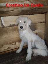 CROSTINO, Hund, Mischlingshund in Italien - Bild 19