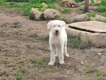 CROSTINO, Hund, Mischlingshund in Italien - Bild 4