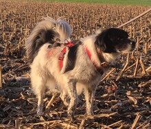 ANNO, Hund, Mischlingshund in Dortmund - Bild 3