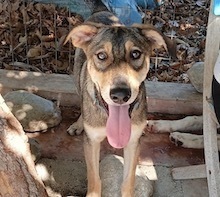 MILO, Hund, Mischlingshund in Griechenland - Bild 2