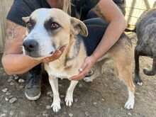 NAVINA, Hund, Mischlingshund in Rumänien - Bild 5