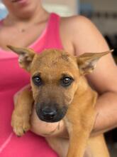 HERA, Hund, Malinois-Mix in Spanien - Bild 5