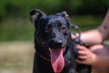 JASKO, Hund, Mischlingshund in Polen - Bild 1