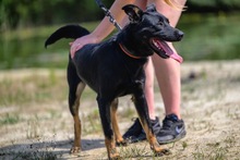 JASKO, Hund, Mischlingshund in Polen - Bild 2