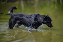 JASKO, Hund, Mischlingshund in Polen - Bild 4