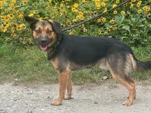 MALCOLM, Hund, Mischlingshund in Polen - Bild 3