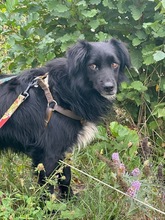 MARCO, Hund, Mischlingshund in Polen - Bild 3