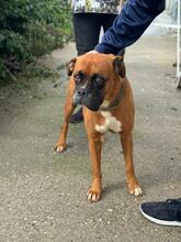 CONAN, Hund, Boxer in Spanien - Bild 4