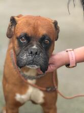 CONAN, Hund, Boxer in Spanien - Bild 5