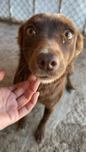 PEPPELS, Hund, Mischlingshund in Bulgarien - Bild 1