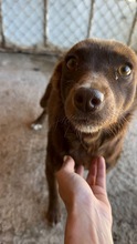 PEPPELS, Hund, Mischlingshund in Bulgarien - Bild 2