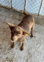 PEPPELS, Hund, Mischlingshund in Bulgarien - Bild 3