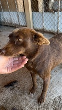 PEPPELS, Hund, Mischlingshund in Bulgarien - Bild 4