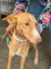 MAGA, Hund, Podenco in Spanien - Bild 7