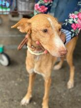 MAGA, Hund, Podenco in Spanien - Bild 8