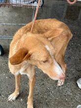 MAGA, Hund, Podenco in Spanien - Bild 9