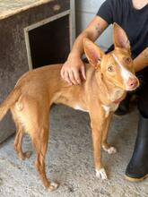 LUQUE, Hund, Podenco in Spanien - Bild 2