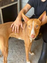 LUQUE, Hund, Podenco in Spanien - Bild 4