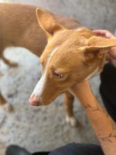 LUQUE, Hund, Podenco in Spanien - Bild 5