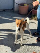 FLETCHER, Hund, Podenco in Spanien - Bild 3